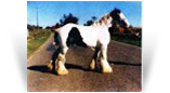 Old Henry - Old Palace Horse - HCs White Horse